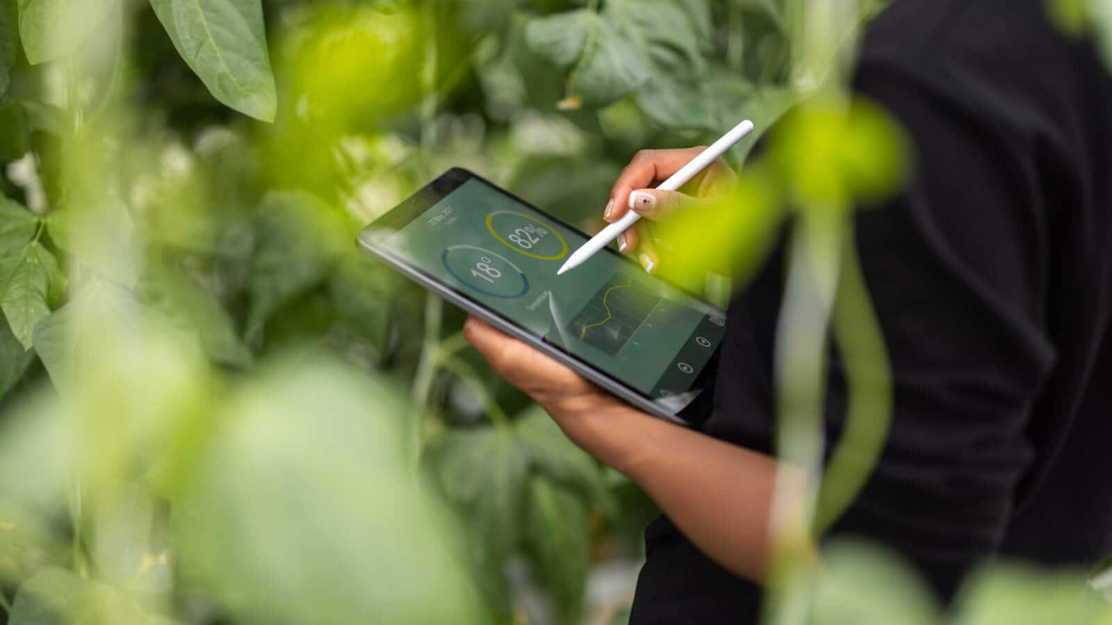 Using digital tablet for analysis of plant growth